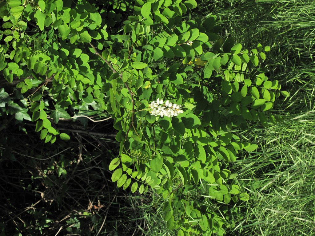 Robinia pseudoacacia